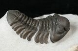 Phacops Trilobite - Mrakib, Morocco #15661-1